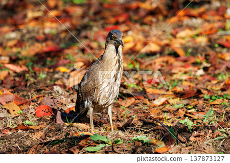 The Japanese Night Heron, a symbol of the rural landscape. The Japanese Night Heron, a symbol of the rural landscape. 137873127