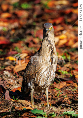 The Japanese Night Heron, a symbol of the rural landscape. The Japanese Night Heron, a symbol of the rural landscape. 137873129