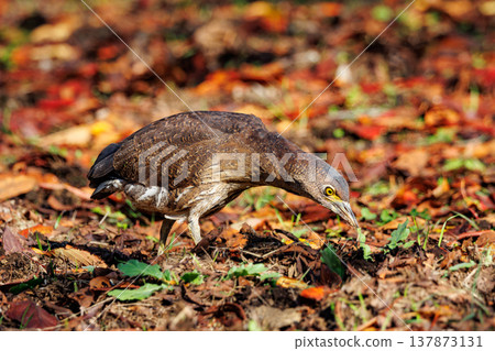 The Japanese Night Heron, a symbol of the rural landscape. The Japanese Night Heron, a symbol of the rural landscape. 137873131
