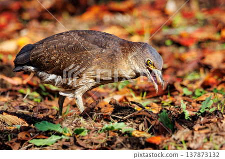 日本夜鷺，是鄉村景觀的象徵。 137873132