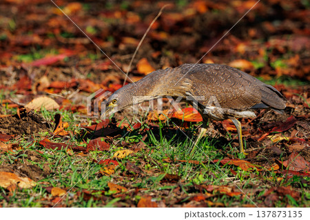 The Japanese Night Heron, a symbol of the rural landscape. The Japanese Night Heron, a symbol of the rural landscape. 137873135