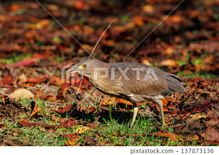The Japanese Night Heron, a symbol of the rural landscape. The Japanese Night Heron, a symbol of the rural landscape. 137873136