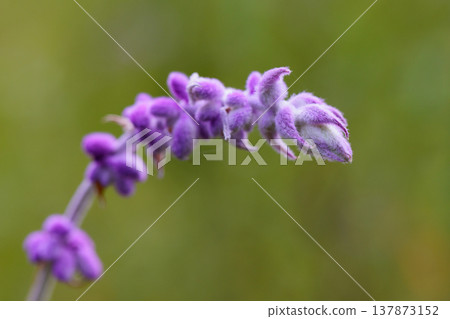 墨西哥灌木鼠尾草，榮獲英國皇家園藝學會花園優異獎。 137873152