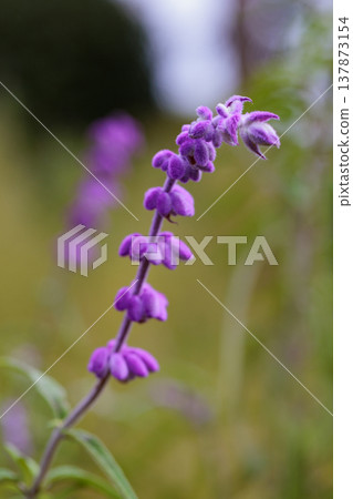 Mexican bush sage, winner of the Royal Horticultural Society Garden Merit Award. Mexican bush sage, winner of the Royal Horticultural Society Garden Merit Award. 137873154