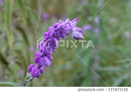 Mexican bush sage, winner of the Royal Horticultural Society Garden Merit Award. Mexican bush sage, winner of the Royal Horticultural Society Garden Merit Award. 137873156