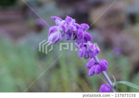墨西哥灌木鼠尾草,榮獲英國皇家園藝學會花園優異獎。 墨西哥灌木鼠尾草,榮獲英國皇家園藝學會花園優異獎。 137873158