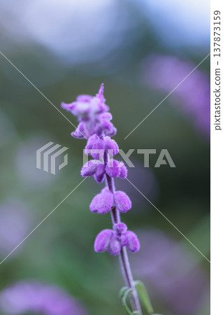 Mexican bush sage, winner of the Royal Horticultural Society Garden Merit Award. Mexican bush sage, winner of the Royal Horticultural Society Garden Merit Award. 137873159
