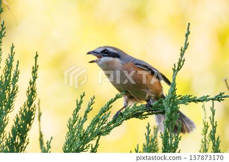 Shrike famous for Hayani 137873170