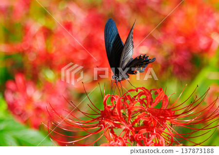 日本最大的燕尾蝶之一，其特徵是黑色翅膀上有白色羽冠。 137873188
