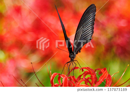 One of Japan's largest swallowtail butterflies, characterized by a white crest on its black wings. 137873189