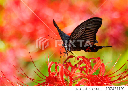 One of Japan's largest swallowtail butterflies, characterized by a white crest on its black wings. One of Japan's largest swallowtail butterflies, characterized by a white crest on its black wings. 137873191