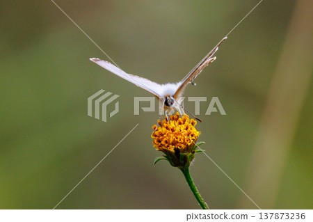 Small and beautiful, but highly reproductive butterfly Yamato Corbicula 137873236