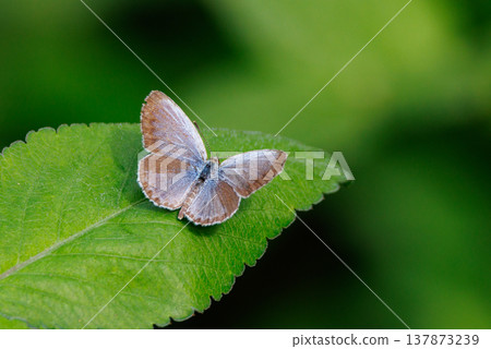 小而美麗,但繁殖力極強的蝴蝶 Yamato Corbicula 小而美麗,但繁殖力極強的蝴蝶 Yamato Corbicula 137873239