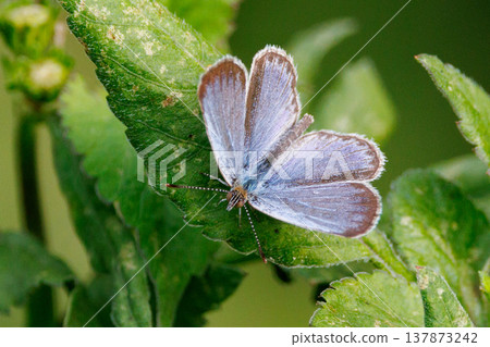 Small and beautiful, but highly reproductive butterfly Yamato Corbicula Small and beautiful, but highly reproductive butterfly Yamato Corbicula 137873242