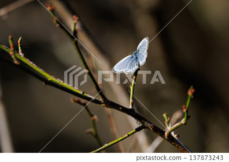 小而美麗，但繁殖力極強的蝴蝶 Yamato Corbicula 137873243