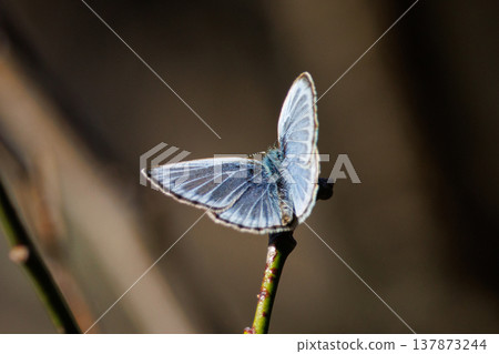 Small and beautiful, but highly reproductive butterfly Yamato Corbicula 137873244