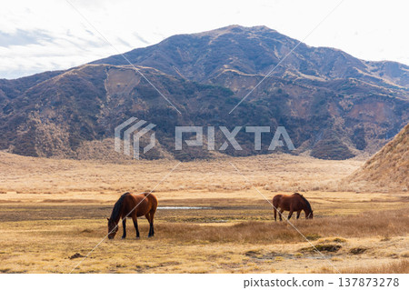 Late autumn in Aso, Kumamoto Prefecture: Mount Aso, Kusasenrigahama, horses grazing. Late autumn in Aso, Kumamoto Prefecture: Mount Aso, Kusasenrigahama, horses grazing. 137873278