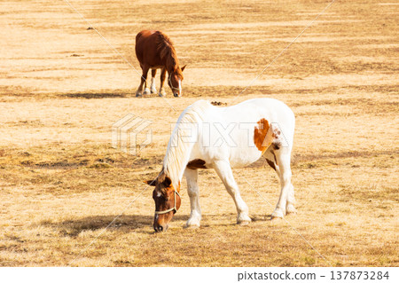 Late autumn in Aso, Kumamoto Prefecture: Mount Aso, Kusasenrigahama, horses grazing. Late autumn in Aso, Kumamoto Prefecture: Mount Aso, Kusasenrigahama, horses grazing. 137873284