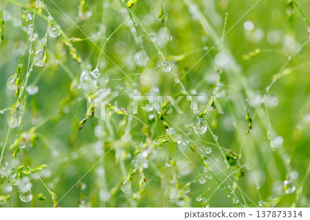 水與光所創造的輝煌 137873314