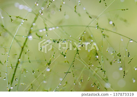 水與光所創造的輝煌 137873319