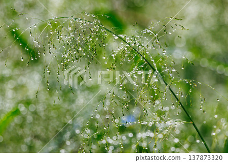 水與光所創造的輝煌 137873320