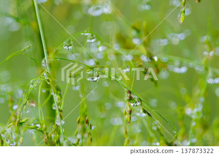 水與光所創造的輝煌 137873322