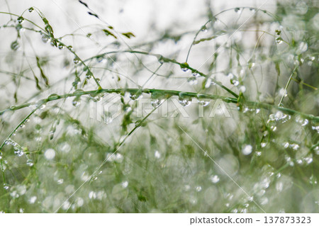 水與光所創造的輝煌 137873323