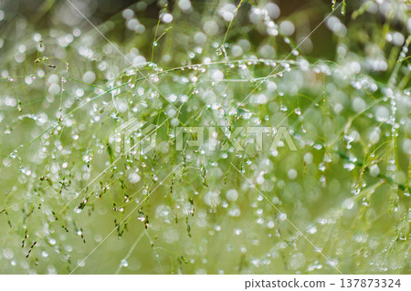 水與光所創造的輝煌 137873324