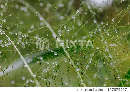 水與光所創造的輝煌 137873327