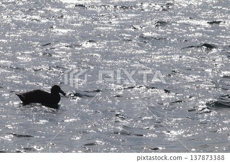 Giant Petrel , Peninsula Valdes, Unesco World heritage site, Chubut Province, Patagonia, Argentina. 137873388