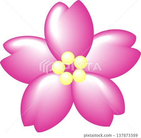 A single cherry blossom, deep pink. 137873389