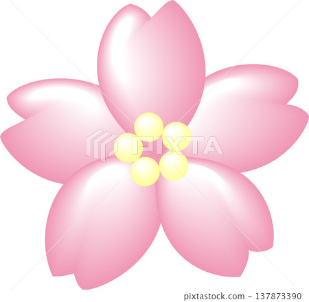 A single cherry blossom, pale pink. 137873390