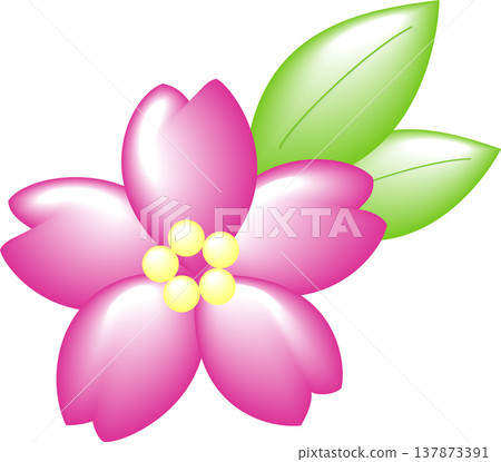 A single cherry blossom, deep pink, with leaves. 137873391