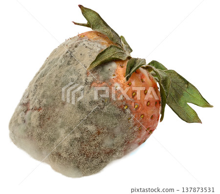 Spoiled strawberries covered with thick white and grey mold 137873531
