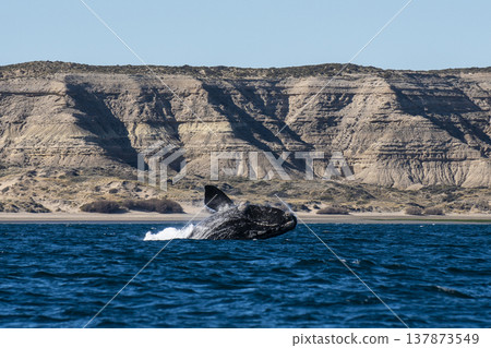 Sohutern right whale jumping, endangered species, 137873549