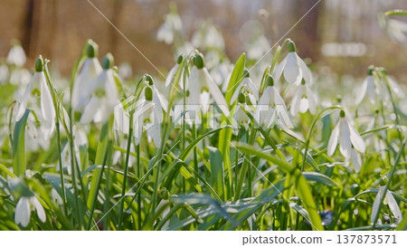 Spring snowdrops flowers in the shining sunlight, Galanthus nivalis, floodplain forest in early spring 137873571