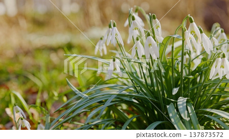 Spring snowdrops flowers in the shining sunlight, Galanthus nivalis, floodplain forest in early spring Spring snowdrops flowers in the shining sunlight, Galanthus nivalis, floodplain forest in early spring 137873572