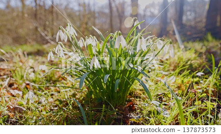 Spring snowdrops flowers in the shining sunlight, Galanthus nivalis, floodplain forest in early spring Spring snowdrops flowers in the shining sunlight, Galanthus nivalis, floodplain forest in early spring 137873573