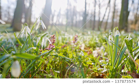 Spring snowdrops flowers in the shining sunlight, Galanthus nivalis, floodplain forest in early spring Spring snowdrops flowers in the shining sunlight, Galanthus nivalis, floodplain forest in early spring 137873574