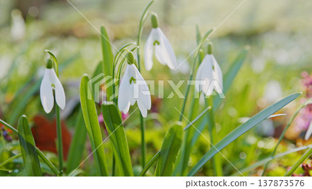Spring snowdrops flowers in the shining sunlight, Galanthus nivalis, floodplain forest in early spring Spring snowdrops flowers in the shining sunlight, Galanthus nivalis, floodplain forest in early spring 137873576