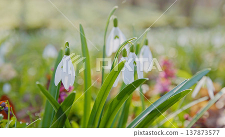 Spring snowdrops flowers in the shining sunlight, Galanthus nivalis, floodplain forest in early spring Spring snowdrops flowers in the shining sunlight, Galanthus nivalis, floodplain forest in early spring 137873577