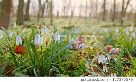 Spring snowdrops flowers in the shining sunlight, Galanthus nivalis, floodplain forest in early spring Spring snowdrops flowers in the shining sunlight, Galanthus nivalis, floodplain forest in early spring 137873579