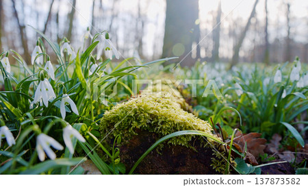Spring snowdrops flowers in the shining sunlight, Galanthus nivalis, floodplain forest in early spring Spring snowdrops flowers in the shining sunlight, Galanthus nivalis, floodplain forest in early spring 137873582