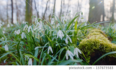 Spring snowdrops flowers in the shining sunlight, Galanthus nivalis, floodplain forest in early spring Spring snowdrops flowers in the shining sunlight, Galanthus nivalis, floodplain forest in early spring 137873583