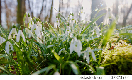 Spring snowdrops flowers in the shining sunlight, Galanthus nivalis, floodplain forest in early spring Spring snowdrops flowers in the shining sunlight, Galanthus nivalis, floodplain forest in early spring 137873584