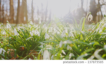 Spring snowdrops flowers in the shining sunlight, Galanthus nivalis, floodplain forest in early spring Spring snowdrops flowers in the shining sunlight, Galanthus nivalis, floodplain forest in early spring 137873585