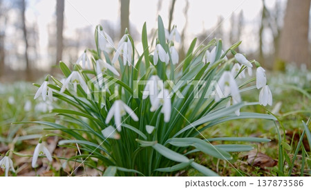 Spring snowdrops flowers in the shining sunlight, Galanthus nivalis, floodplain forest in early spring Spring snowdrops flowers in the shining sunlight, Galanthus nivalis, floodplain forest in early spring 137873586