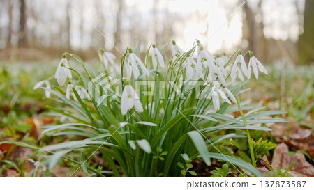 Spring snowdrops flowers in the shining sunlight, Galanthus nivalis, floodplain forest in early spring Spring snowdrops flowers in the shining sunlight, Galanthus nivalis, floodplain forest in early spring 137873587