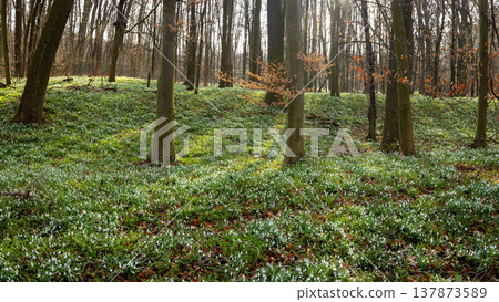 Spring snowdrops flowers in the shining sunlight, Galanthus nivalis, floodplain forest in early spring Spring snowdrops flowers in the shining sunlight, Galanthus nivalis, floodplain forest in early spring 137873589
