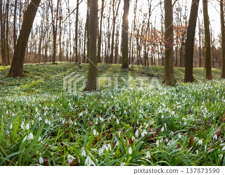 Spring snowdrops flowers in the shining sunlight, Galanthus nivalis, floodplain forest in early spring 137873590